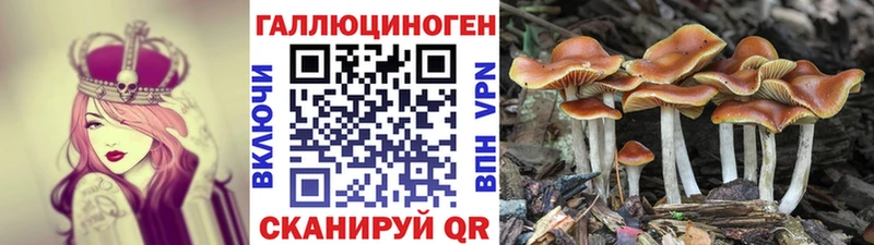 Купить закладки  Ладушкин  Галлюциногенные грибы Psilocybine cubensis 